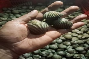 Kerang Dara - Blood cockles (Anadara granosa) from Indonesia
